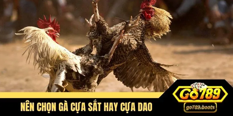nên chọn gà cựa sắt hay cựa dao